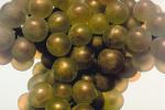 White Grapes, Grape Cluster, FAVV03P09_18.0943