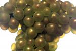 White Grapes, Grape Cluster, close-up, FAVV03P09_18