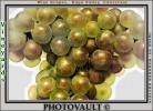 White Grapes, Grape Cluster, close-up, FAVV03P09_18B