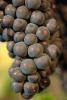 Red Grapes, Grape Cluster, close-up, FAVV03P10_01.0943