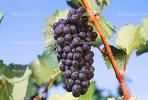 Purple Red Grapes, Grape Cluster, FAVV03P10_02