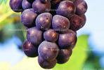Red Grapes, Grape Cluster, close-up, FAVV03P10_02B