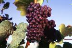 Red Grapes, Grape Cluster, FAVV03P10_03