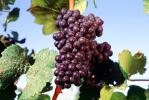 Red Grapes, Grape Cluster, FAVV03P10_04