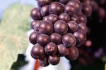 Red Grapes, Grape Cluster, close-up, FAVV03P10_05