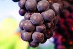 Red Grapes, Grape Cluster, FAVV03P10_09B