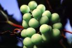 White Grapes, Grape Cluster, FAVV03P10_12