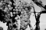 White Grapes, Grape Cluster, FAVV03P10_17BW