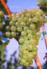 White Grapes, Grape Cluster, FAVV03P10_19