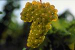 White Grapes, Grape Cluster, FAVV03P11_01.0943