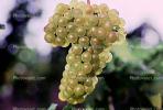 White Grapes, Grape Cluster, FAVV03P11_01