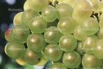 White Grapes, Grape Cluster, FAVV03P11_02C