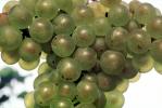 White Grapes, Grape Cluster, close-up, FAVV03P11_03