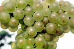 White Grapes, Grape Cluster, FAVV03P11_03B