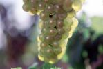 White Grapes, Grape Cluster, FAVV03P11_04