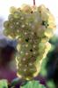 White Grapes, Grape Cluster, FAVV03P11_05
