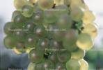White Grapes, Grape Cluster, FAVV03P11_05B
