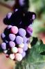 Red Grapes, Grape Cluster, FAVV03P14_04