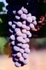 Red Grapes, Grape Cluster, FAVV03P14_05