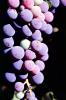 Red Grapes, Grape Cluster, FAVV03P14_06