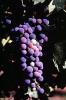 Red Grapes, Grape Cluster, FAVV03P14_07