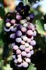 Red Grapes, Grape Cluster, FAVV03P14_09