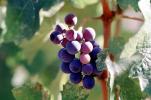Red Grapes, Grape Cluster, FAVV03P14_10