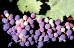 Red Grapes, Grape Cluster, FAVV03P14_11