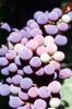 Red Grapes, Grape Cluster, FAVV03P14_12