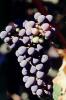 Red Grapes, Grape Cluster, FAVV03P14_16