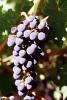 Red Grapes, Grape Cluster, FAVV03P14_17