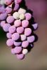 Red Grapes, Grape Cluster, FAVV03P14_18