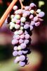 Red Grapes, Grape Cluster, FAVV03P14_19
