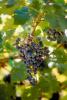 Red Grapes, Grape Cluster, FAVV03P15_02.0944