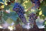 Red Grapes, Grape Cluster, FAVV03P15_03.0944