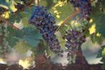 Red Grapes, Grape Cluster, FAVV03P15_03B.0944