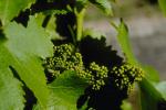 White Grapes, Buds, close-up, Grape Cluster, Sonoma County, California, FAVV03P15_11.0944