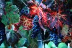 Red Grape, Sonoma County, Grape Cluster, California, FAVV04P01_16