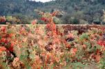 Sonoma County, California, autumn, FAVV04P04_18