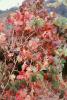 Sonoma County, California, autumn, FAVV04P05_03