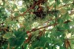 grapes, Sonoma County, Grape Cluster, FAVV04P06_07
