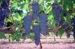 Red Grapes, Grape Cluster, FAVV04P09_16