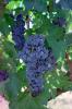 Red Grapes, Grape Cluster, FAVV04P09_18