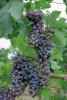 Red Grapes, Grape Cluster, FAVV04P10_04