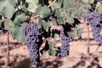 Red Grapes, Grape Cluster, Dry Creek Valley, Sonoma County, California, FAVV04P11_02