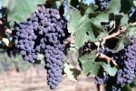 Red Grapes, Grape Cluster, Dry Creek Valley, Sonoma County, California, FAVV04P11_03