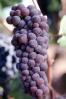 Red Grapes, Grape Cluster, Dry Creek Valley, Sonoma County, California, FAVV04P11_05
