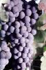 Red Grapes, Grape Cluster, Dry Creek Valley, Sonoma County, California, FAVV04P11_06