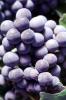 Red Grapes, Grape Cluster, Dry Creek Valley, Sonoma County, California, FAVV04P11_07
