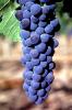 Red Grapes, Grape Cluster, Dry Creek Valley, Sonoma County, California, FAVV04P11_08